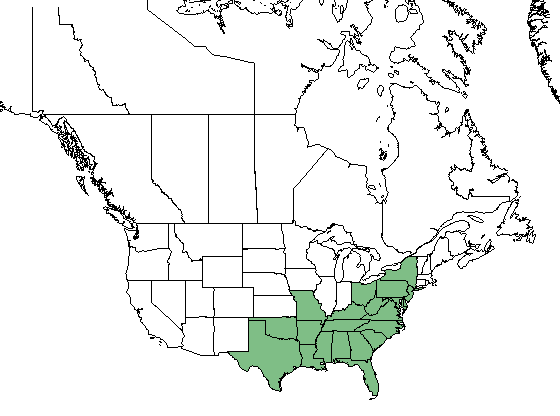 Crataegus uniflora.png